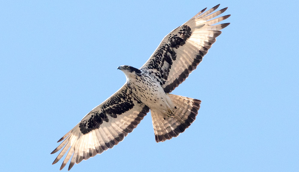 African Hawk Eagle in flight